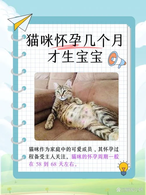 怀孕梦见猫是男孩子还是女孩_1