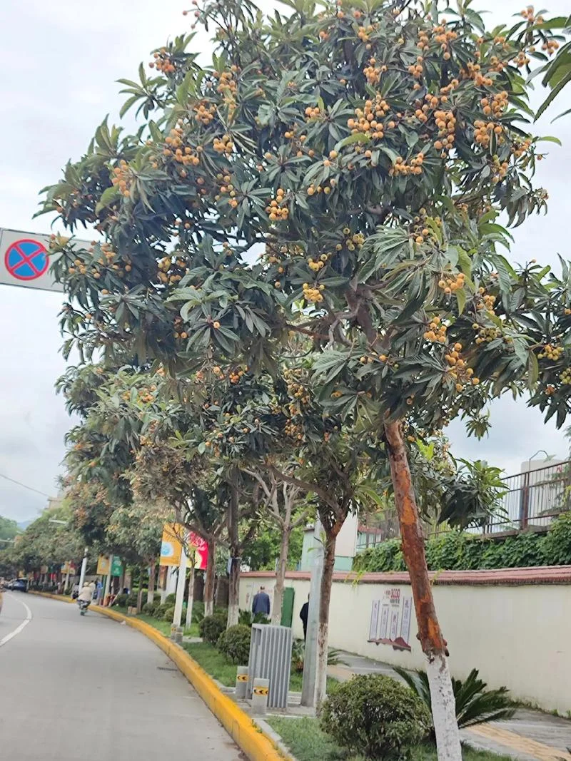 梦见满树的枇杷_1