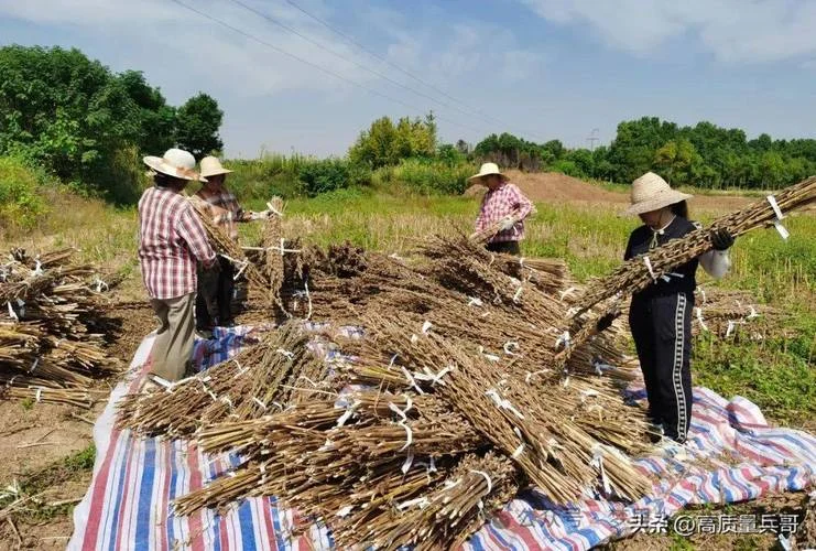 梦见收获亚麻_1