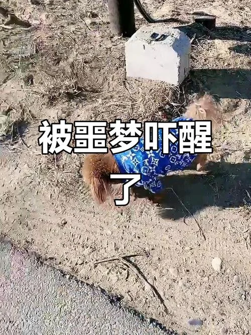 梦见害怕的梦想不起-梦魇难醒