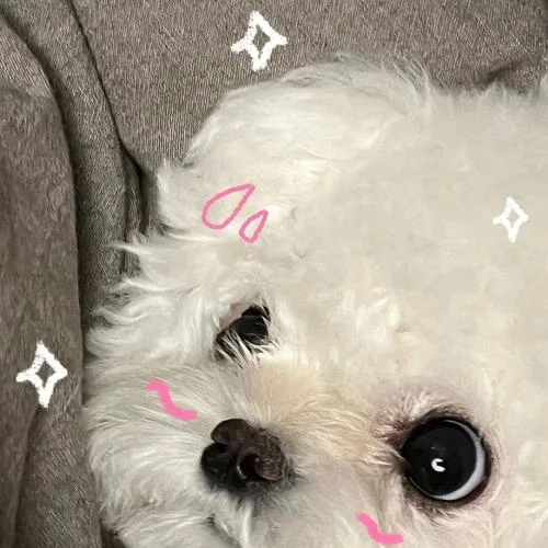 可爱动物_1