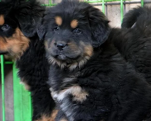 藏獒幼犬多少钱一只_2