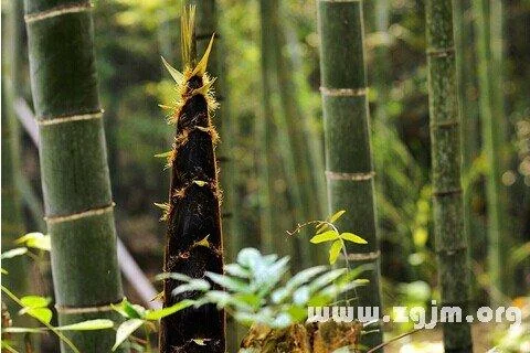 梦见竹笋是什么预兆_1