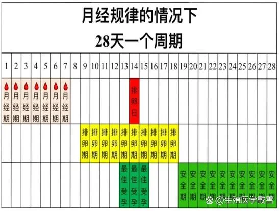 农历十二来的月经,什么时候是排卵期_2