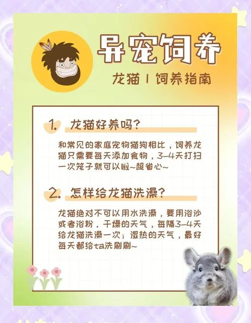 龙猫宠物多少钱_1