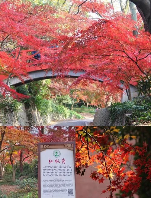 南京中山植物园几月去-南京中山植物园最佳去季