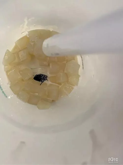 梦见吃粽子里面有虫子_1
