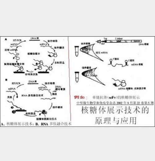 ta克隆的原理和步骤_2