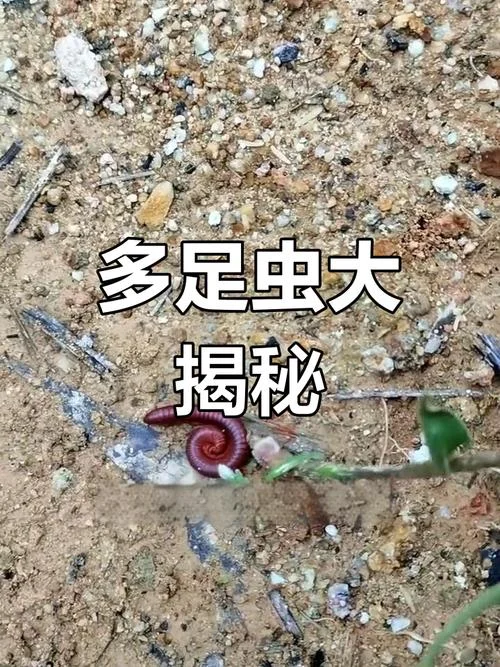 梦见很多长腿虫子-梦见长腿虫子无数