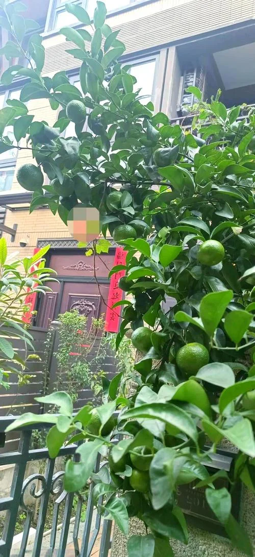 梦见摘桔子什么预兆_2