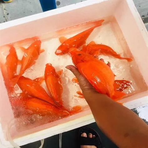 孕妇梦见很多红鲤鱼_2