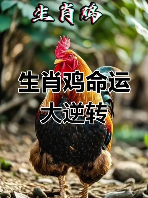 93年的鸡女2017年运势-93 年女 2017 年运势