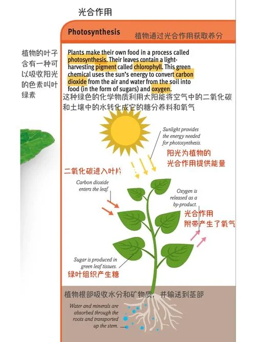 绿色植物光合作用原理_1