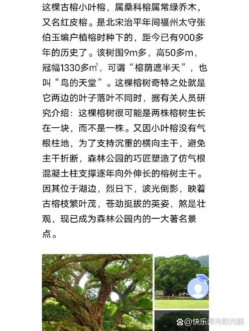 榕树的资料简介20字-榕树简介