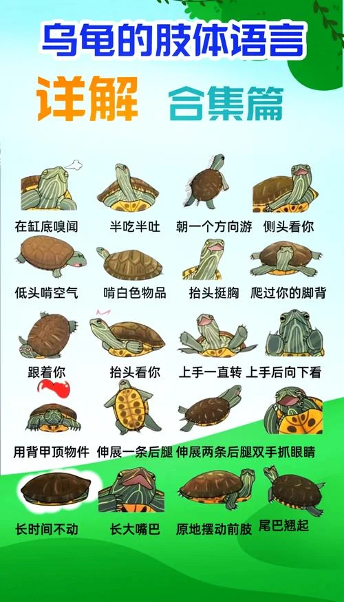 梦见乌龟说话是什么意思_1