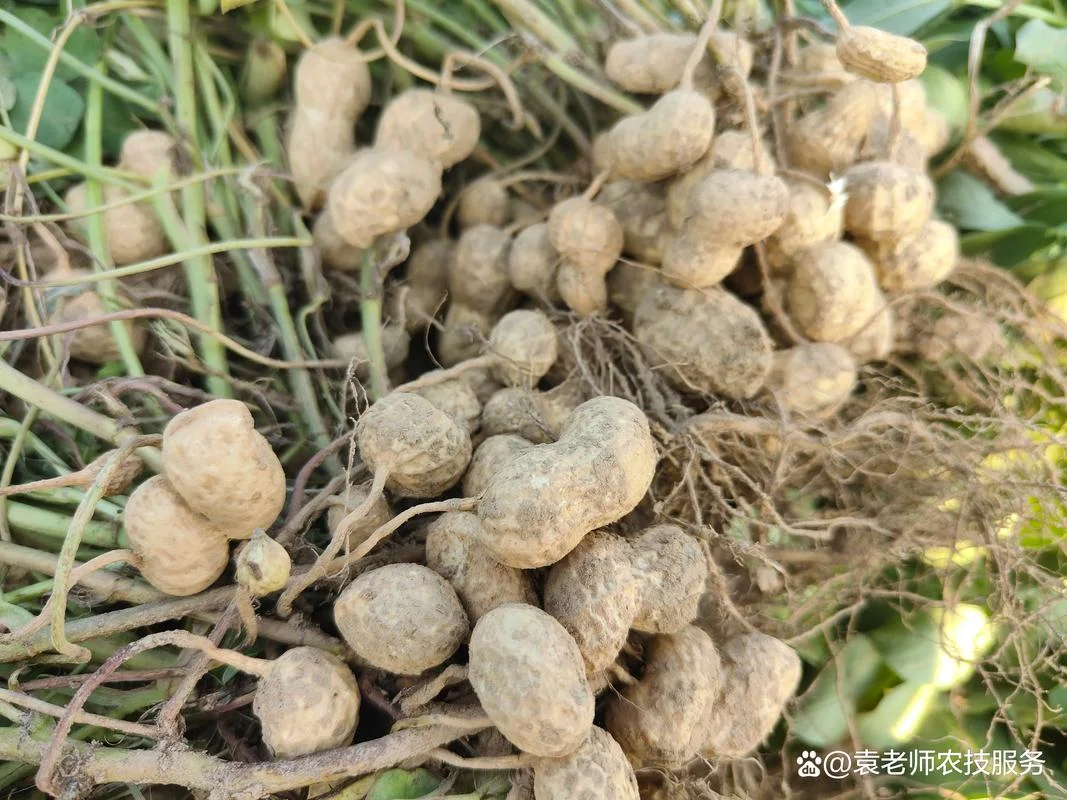 梦见种花生是什么情况_1