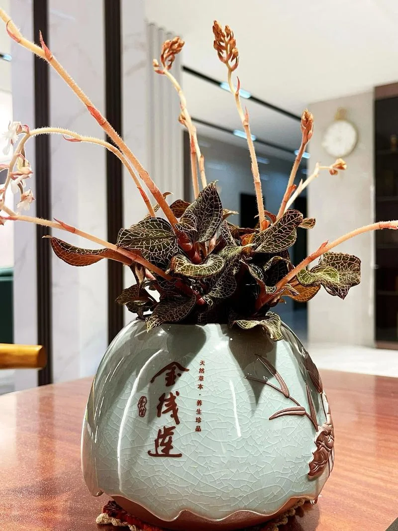 金线莲适应什么条件_2