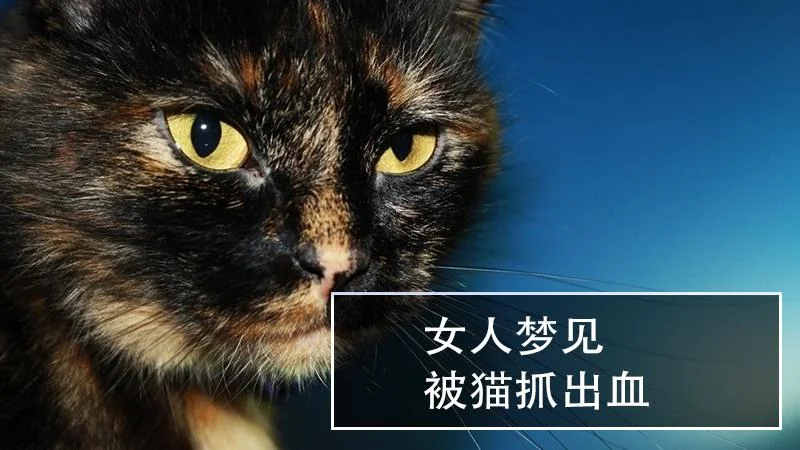 梦见猫变人_2