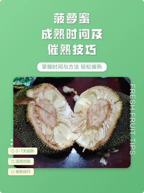 菠萝蜜几月份熟_1