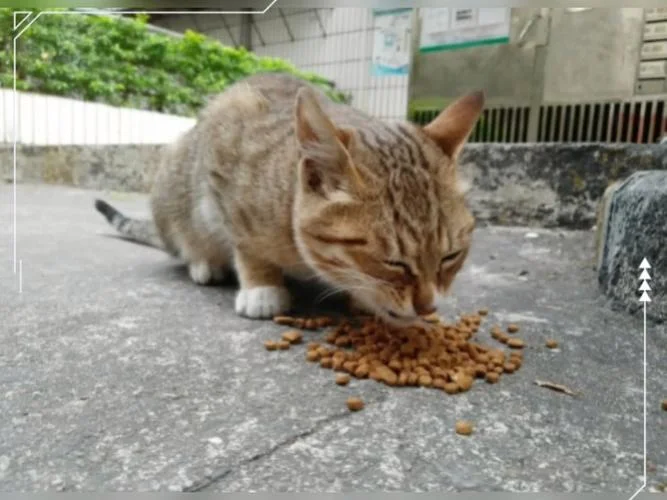 梦见喂猫吃猫粮_1