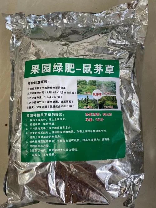 鼠茅草一亩要多少种子_2