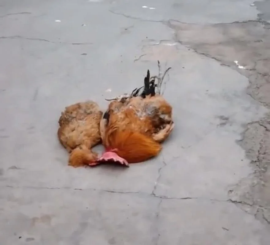 梦见死了好多鸡_2