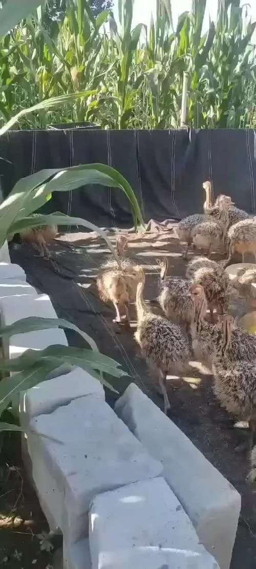 驼鸟幼苗多少钱一只_2