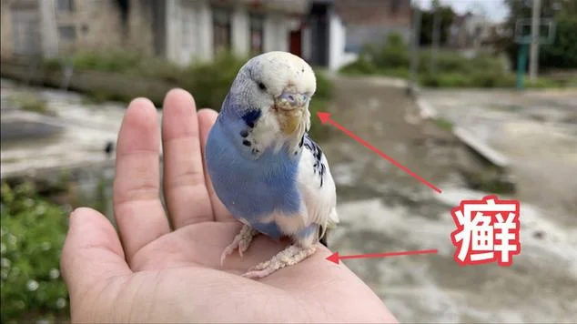会说话鹦鹉多少钱一只_1