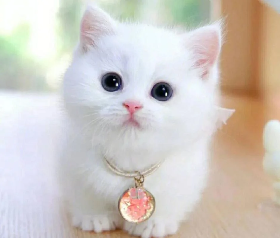 女生梦见猫有什么意义_1