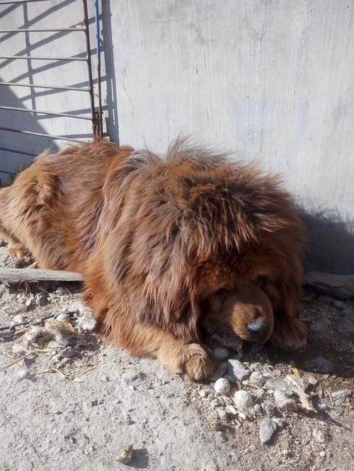 藏獒幼犬多少钱一只_1