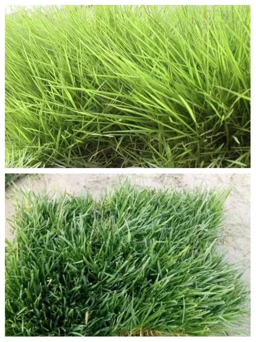 结缕草几月枯萎_1