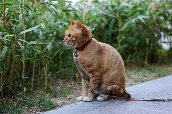 周公解梦梦见踩死猫_1