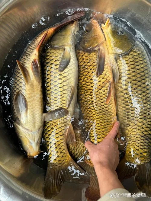 梦见河中涨大水有条大鱼在游_1
