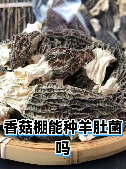 建一个香菇大棚多少钱_1