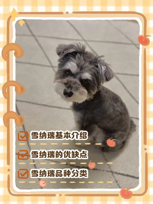 雪那瑞狗介绍相片_1