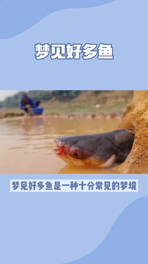 梦见水塘里很多鱼_2