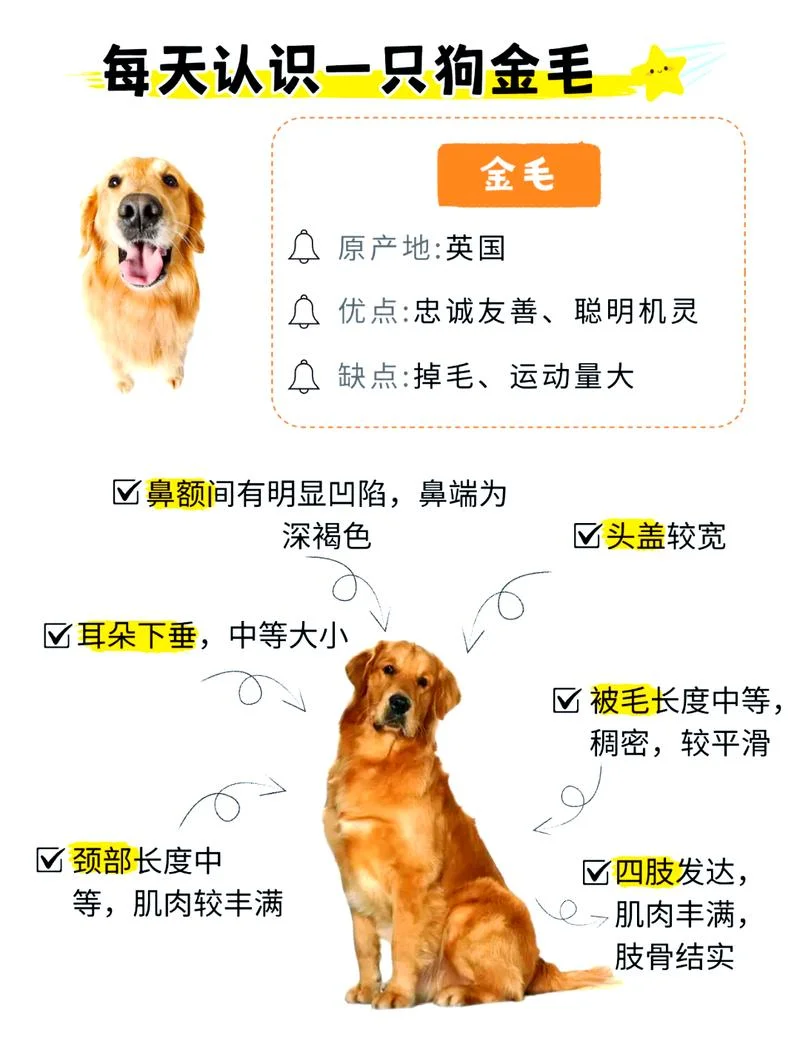 金毛一般多少钱_1