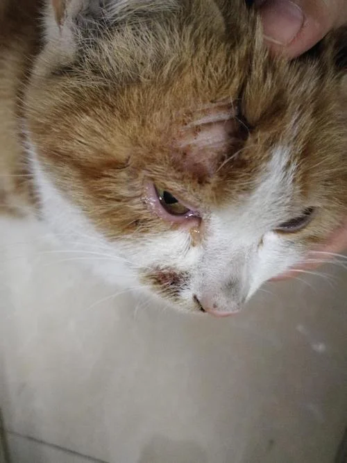 梦见猫咬我的眼_2