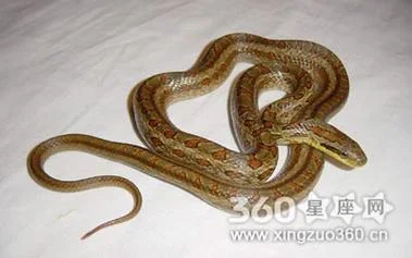 梦见被蛇咬了一口差点毒死_1