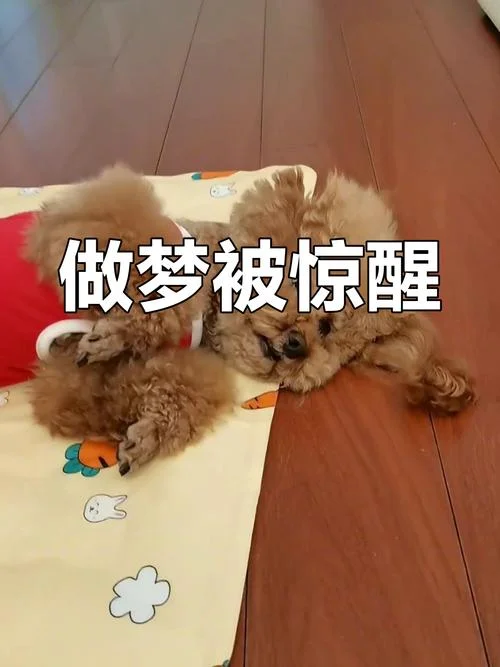 做梦图片表情大全_1