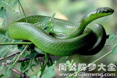 梦到绿色蛇是什么意思_1