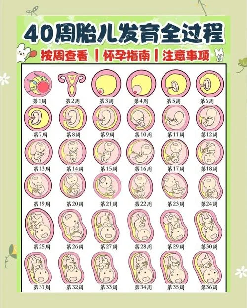 胎儿计算公式大全_1