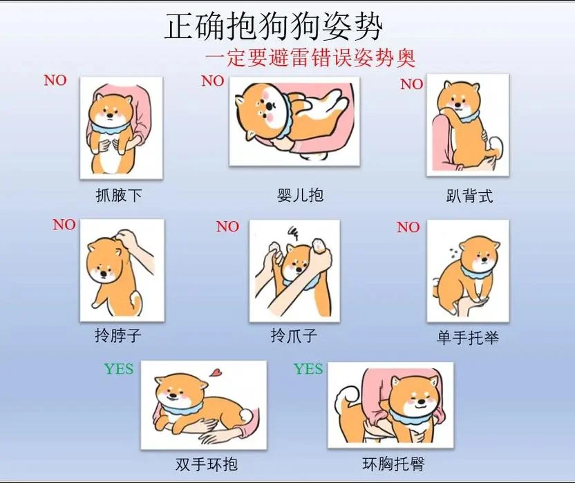 梦见抱着狗是什么意思_1