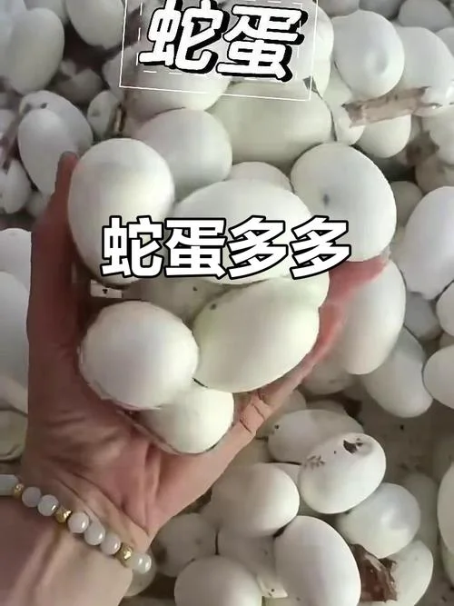 孕妇梦见蛇蛋_1