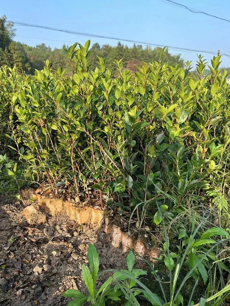 油茶树几月种植-油茶树种植需选对时节