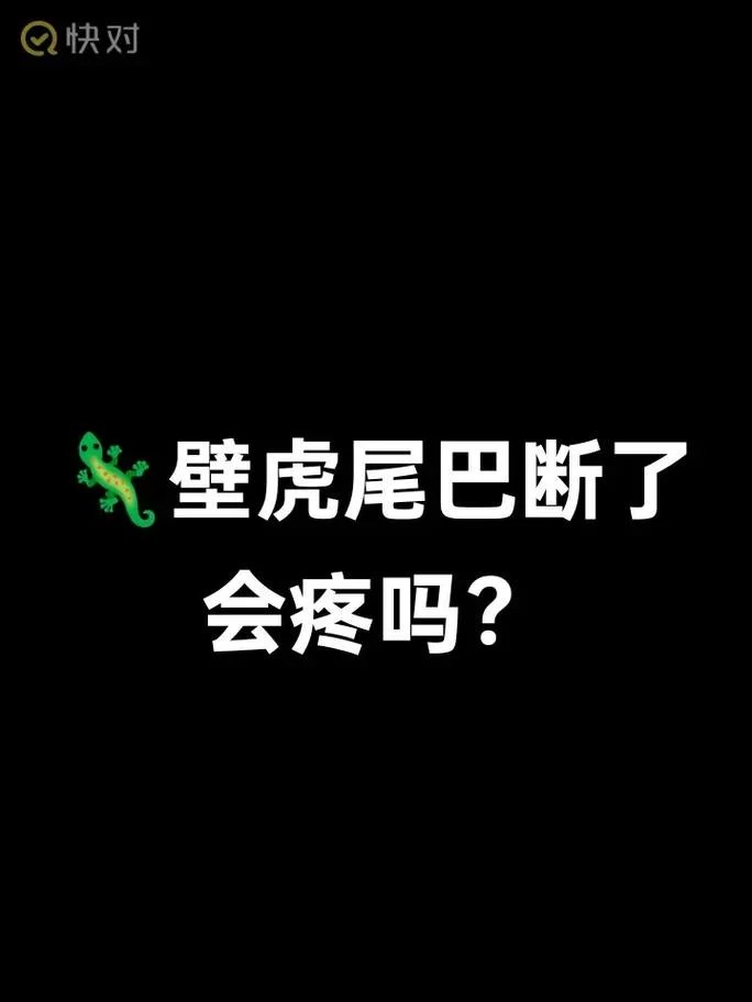 梦到壁虎尾巴断了_2