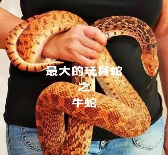 最不好惹的属相蛇_2
