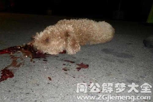 梦见自己把狗弄死了是什么意思_2