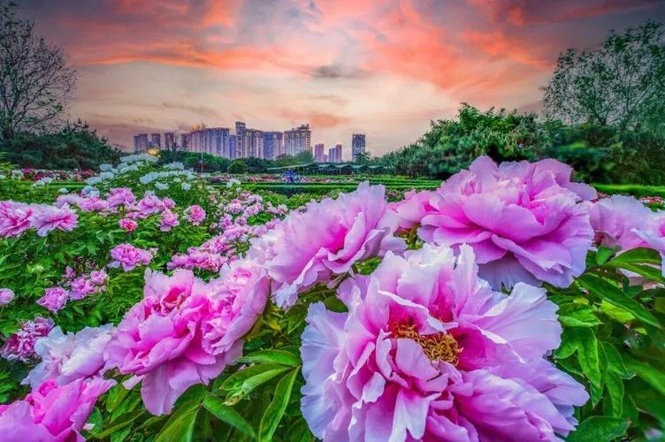 洛阳牡丹节是几月_2