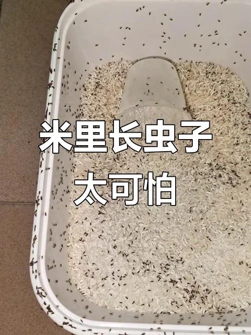 梦到米里面有好多虫子是什么意思_1